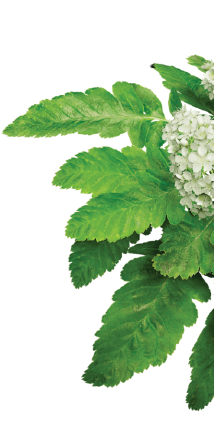 halfleaf1
