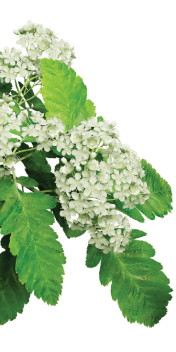 halfleaf2